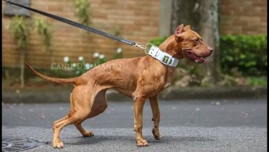 Pitbull Cruz